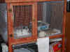 bunny-cage1