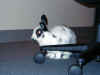 bunny-conf3.jpg (118576 bytes)