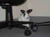bunny-corner.jpg (85819 bytes)
