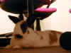 bunny-dim.jpg (90700 bytes)