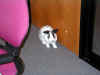 bunny-door.jpg (140501 bytes)