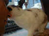 bunny-lick