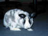 bunny-prowl.jpg (114653 bytes)