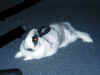 bunny-relax.jpg (144593 bytes)