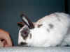 bunny-sniff.jpg (82135 bytes)