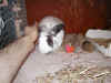 bunny-toy