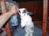 bunny-up
